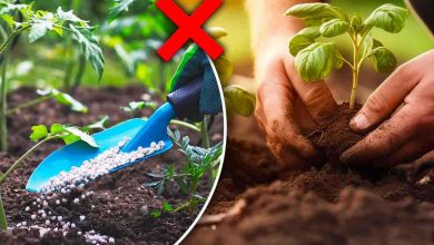 Fertilizzante da evitare assolutamente nell'orto