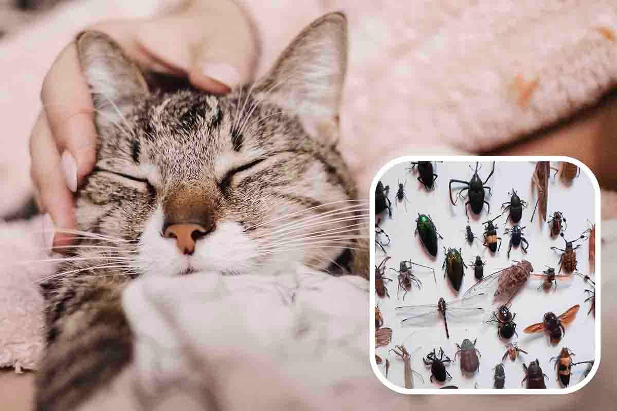 insetti fanno le fusa come i gatti le fusa come i gatti