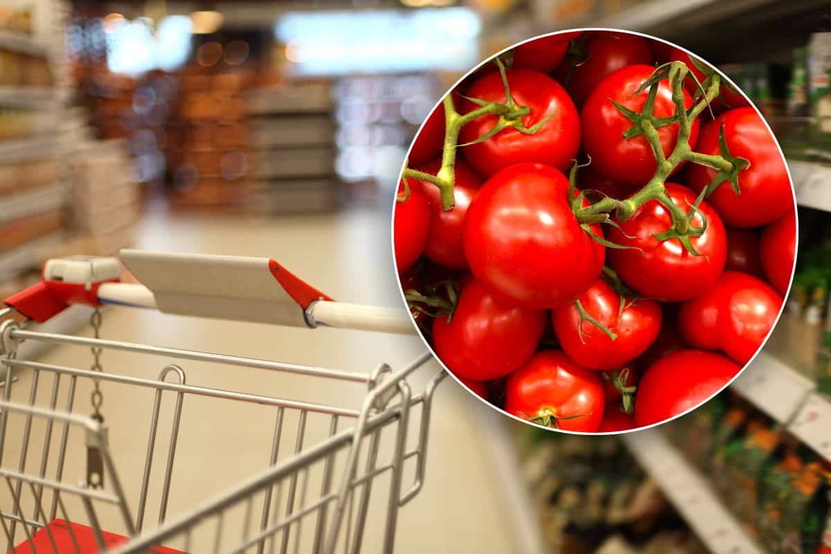 Come riconoscere se i pomodori del supermercato sono di buona qualità