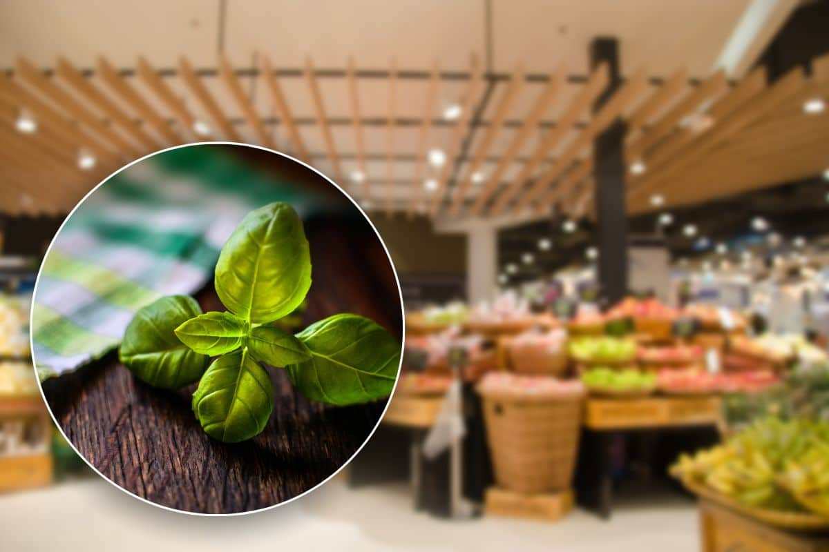 basilico supermercato segreti durata