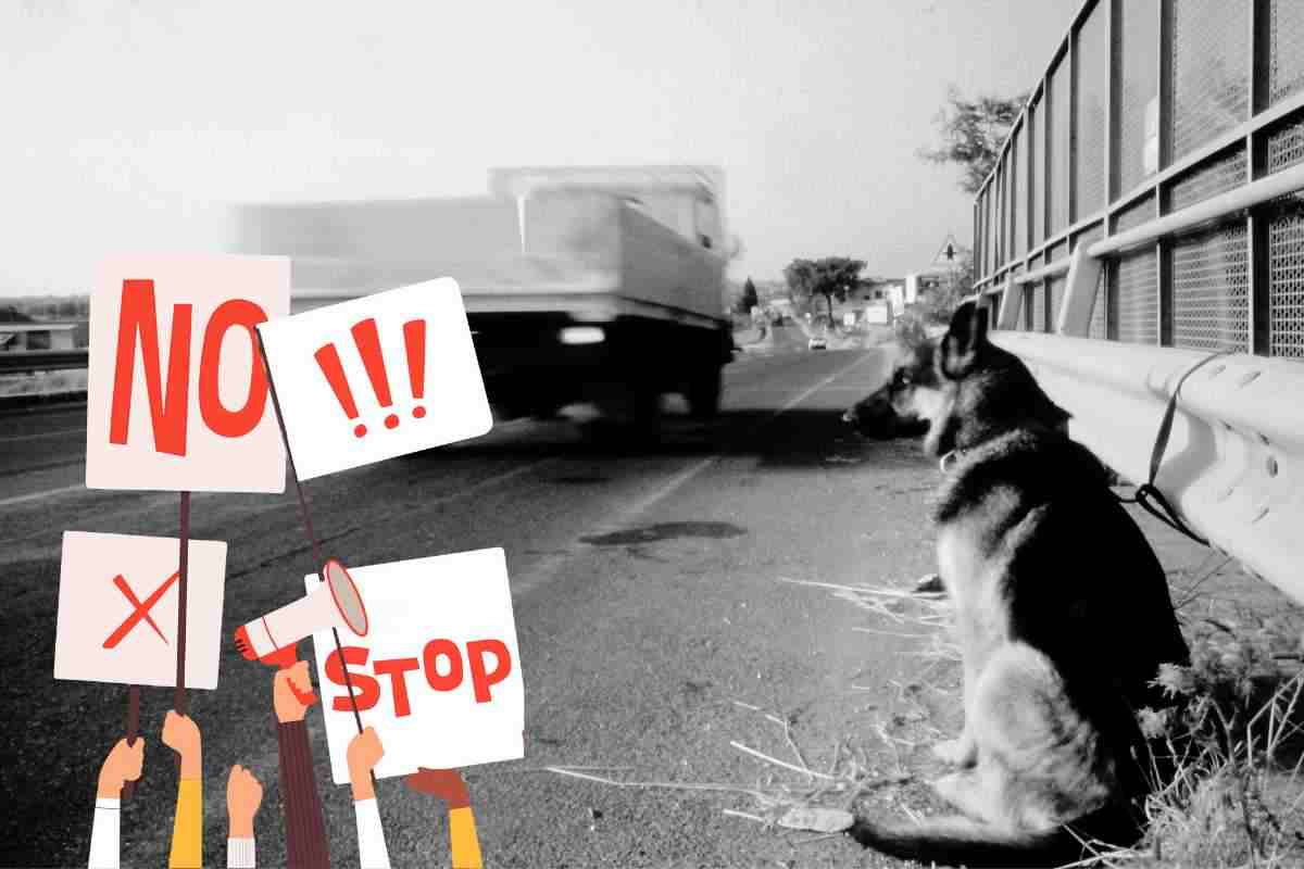 cane abbandonato in un parcheggio