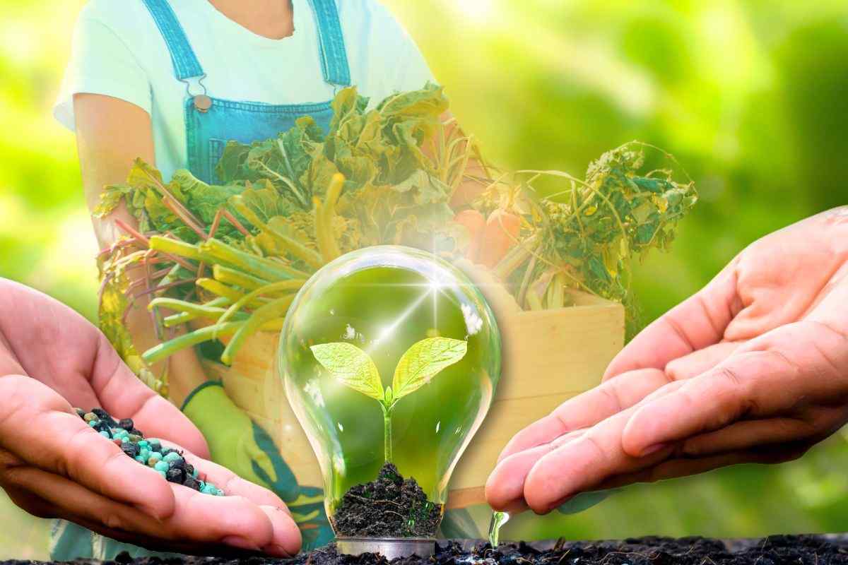 come realizzare un super concime per le fragole