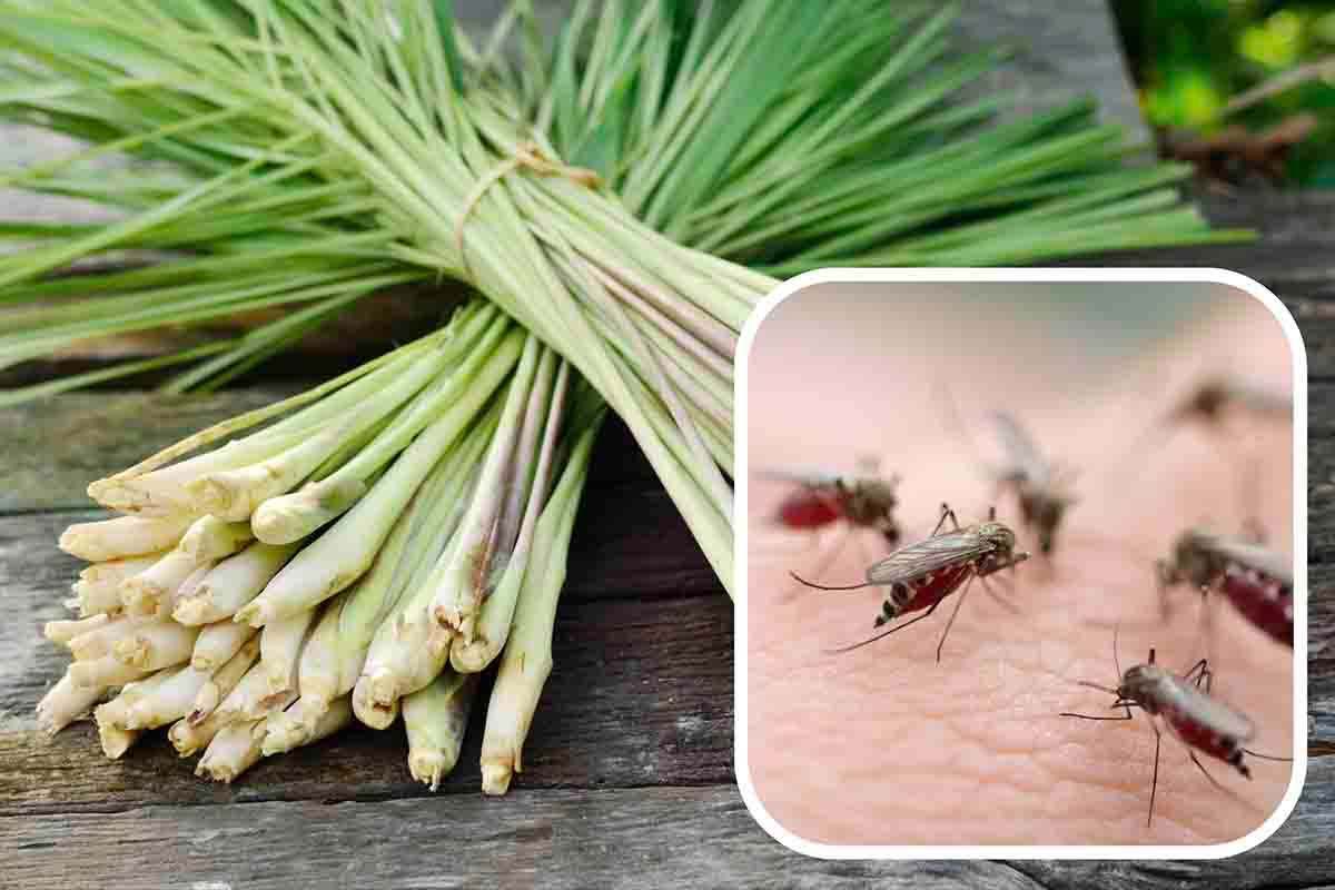 repellente naturale zanzare