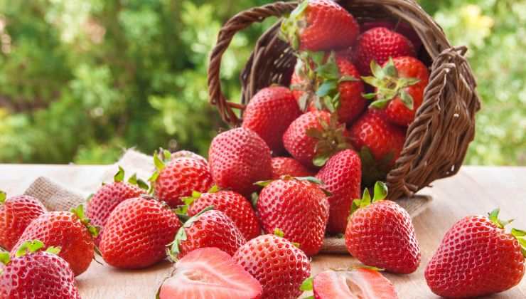 i segreti per delle super fragole in casa
