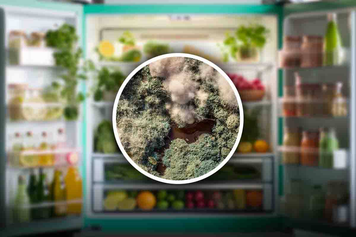Formaggio muffa: errore conservazione