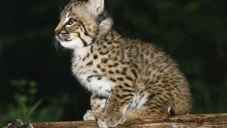 Altro che gatto, il cucciolo era una lince rossa