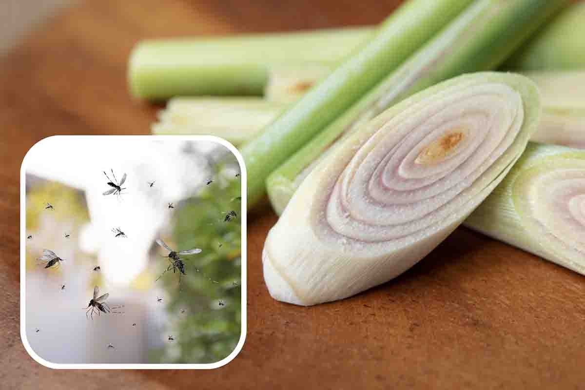 Eliminare zanzare alternativa citronella