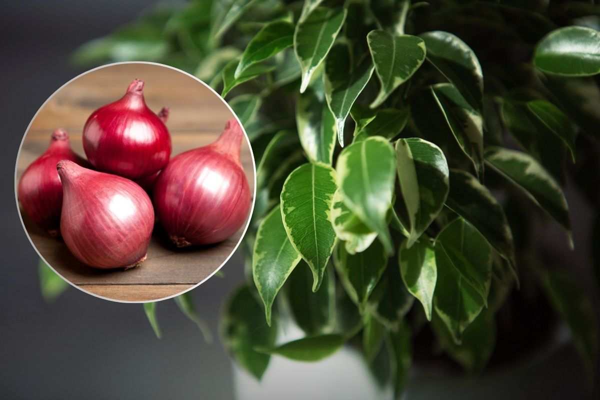 Come avere piante belle e sane col metodo della cipolla
