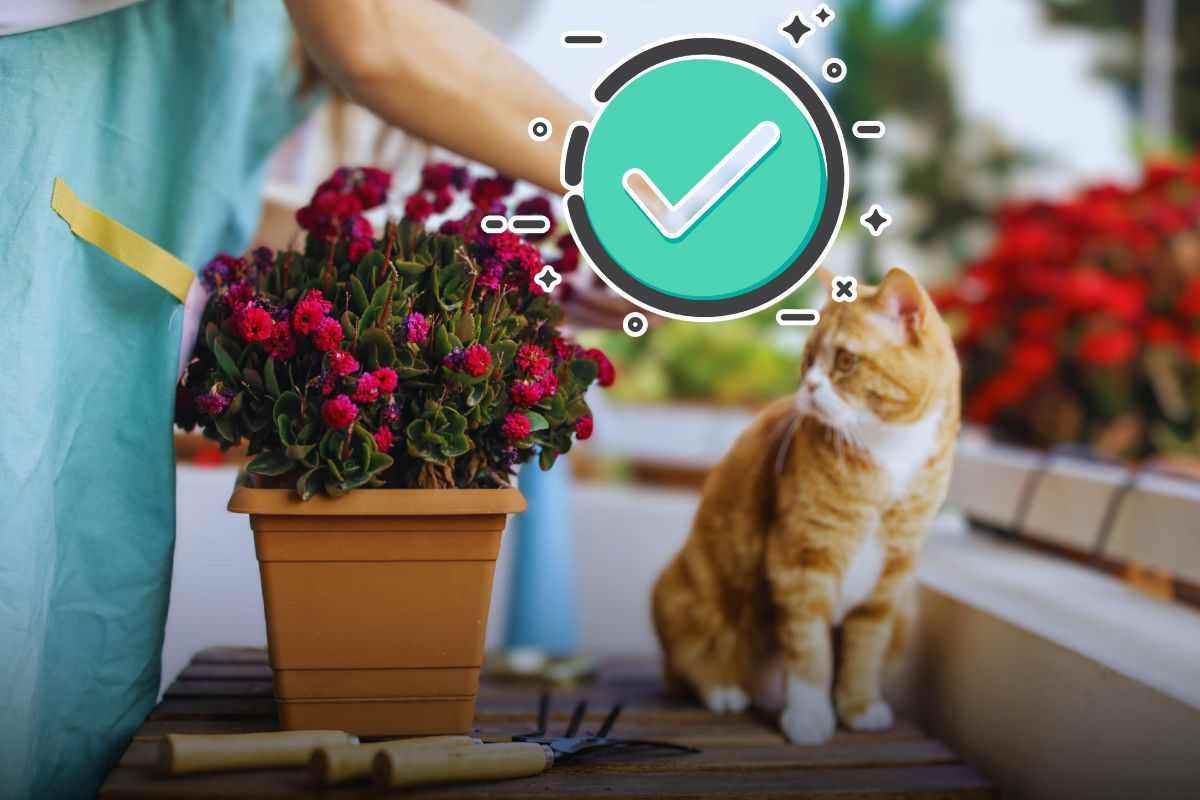 motivo piante senza fiori