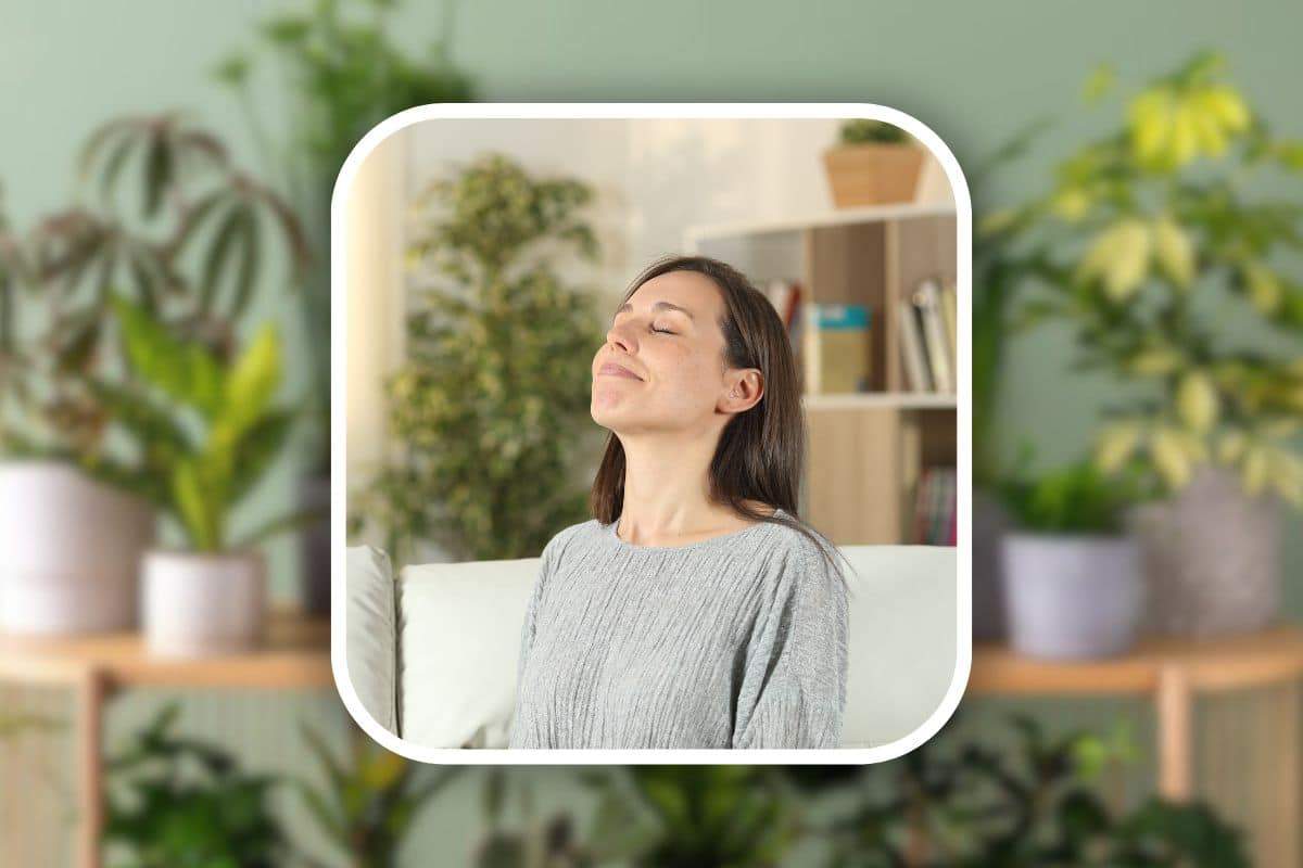 Breathe clean air at home thanks to these four “healthy” plants: few people know about them