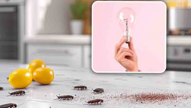 Eliminare scarafaggi casa: mix potente