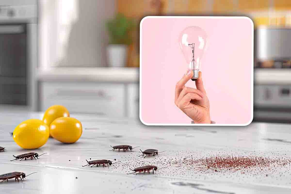 Eliminare scarafaggi casa: mix potente