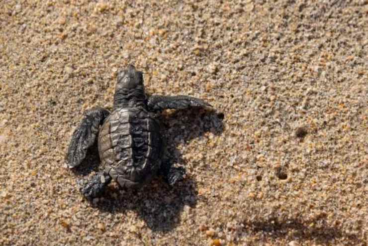 Spiagge italiane schiusa uova tartarughe
