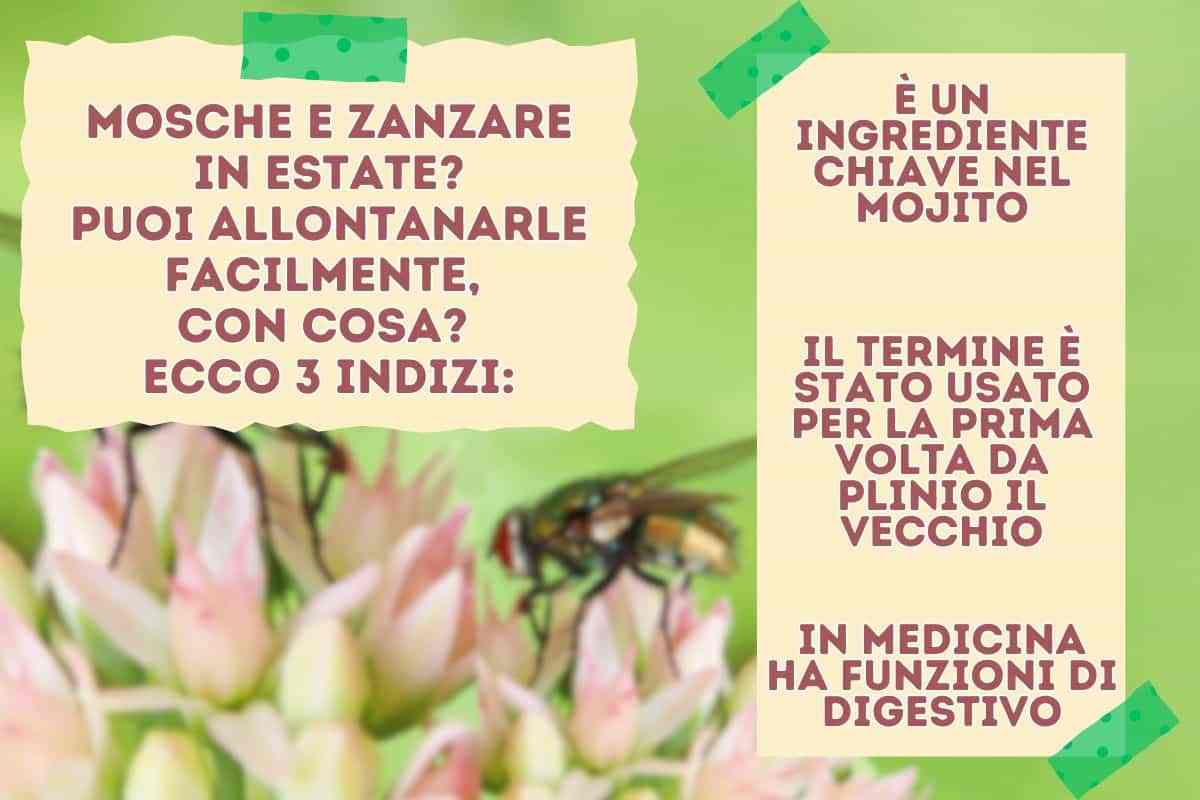 Soluzione a costo zero per le piante