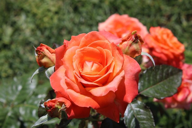 Come curare le rose in caso venissero attaccate