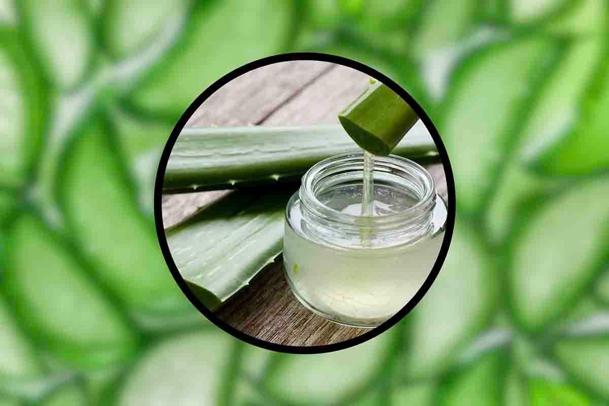 benefici e cura dell'aloe vera