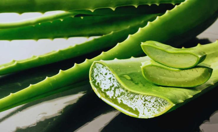 come coltivare in casa l'aloe vera
