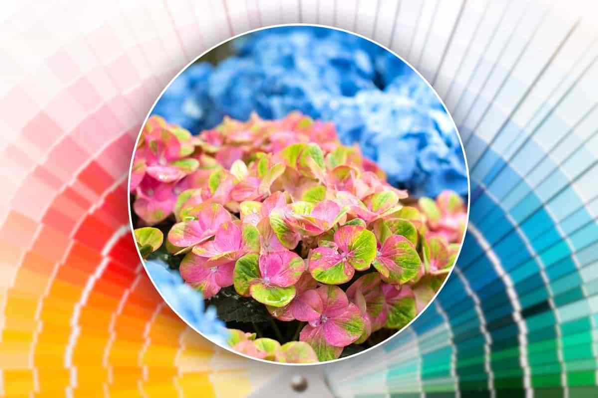 come cambiare colore ai fiori