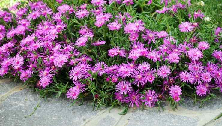 perché scegliere il Delosperma