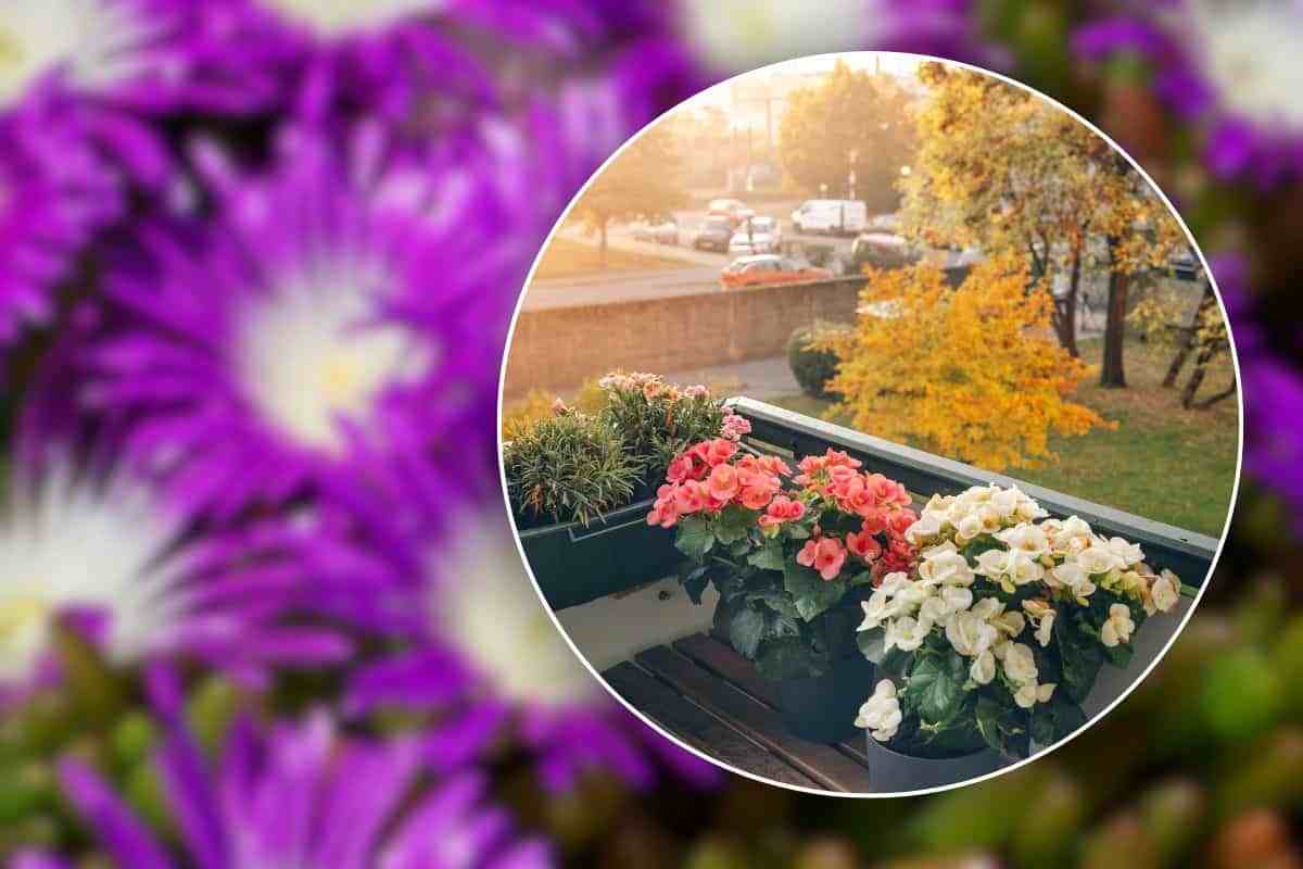 quali fiori grandi sono resistenti