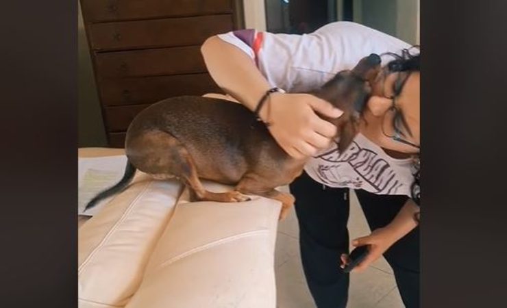 il cagnolino incontra la padrona : immagini in video