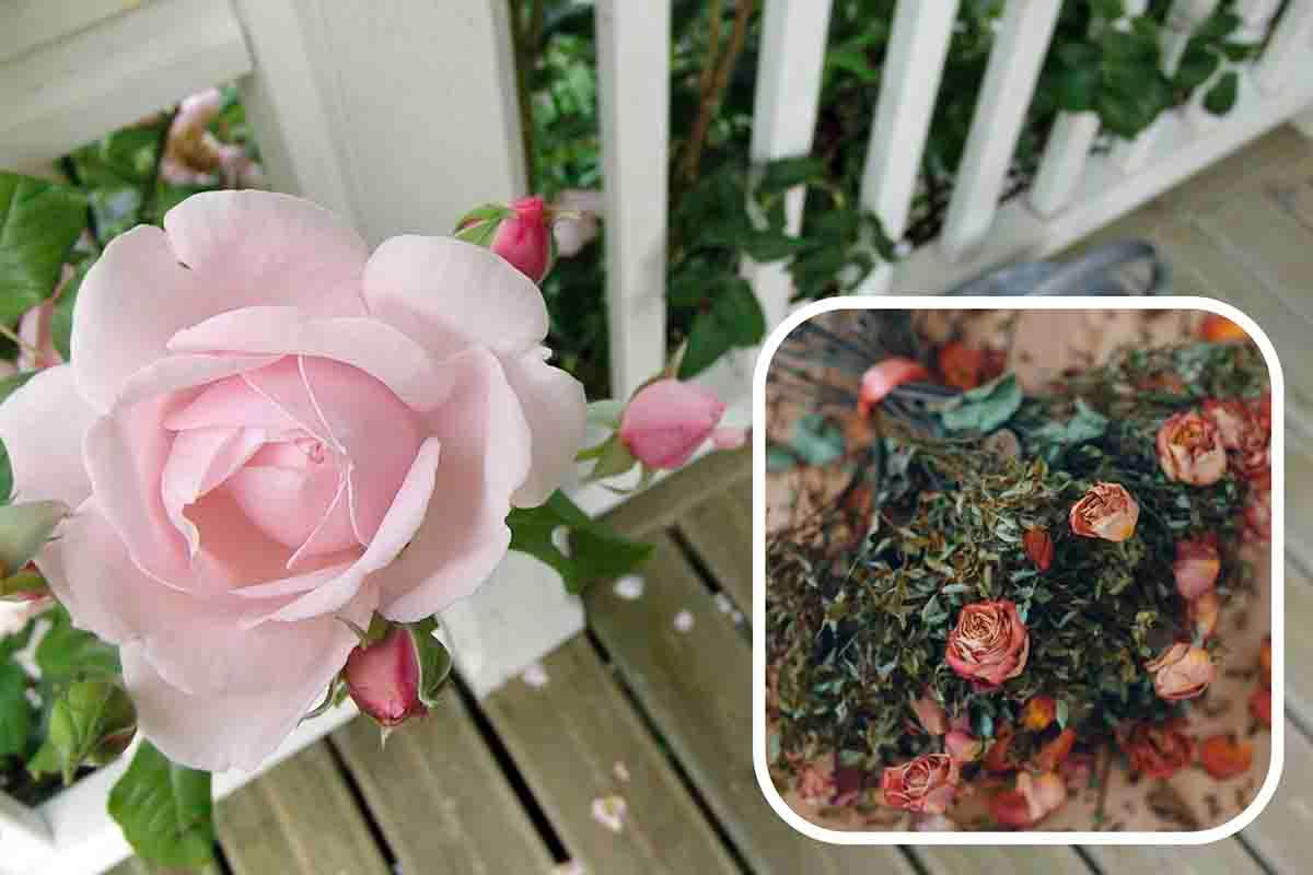 Le peggiori malattie delle rose: come curarle