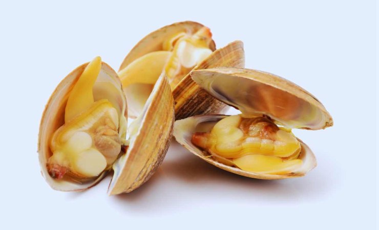 caratteristiche delle vongole più conosciute