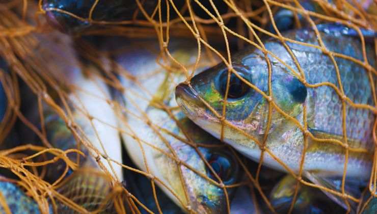 Pesca sostenibile come funziona?