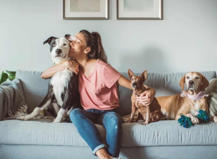 Bonus animali domestici 2025, cosa prevede