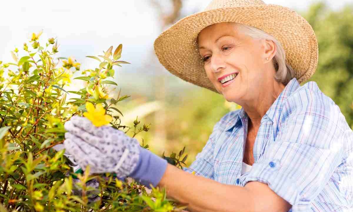 Piante perenni basse ottime per il giardino