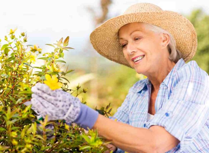 Piante perenni basse ottime per il giardino