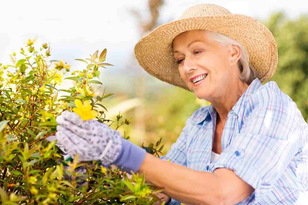 Piante perenni basse ottime per il giardino