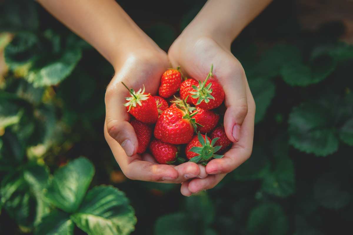 fragole allerta pesticidi