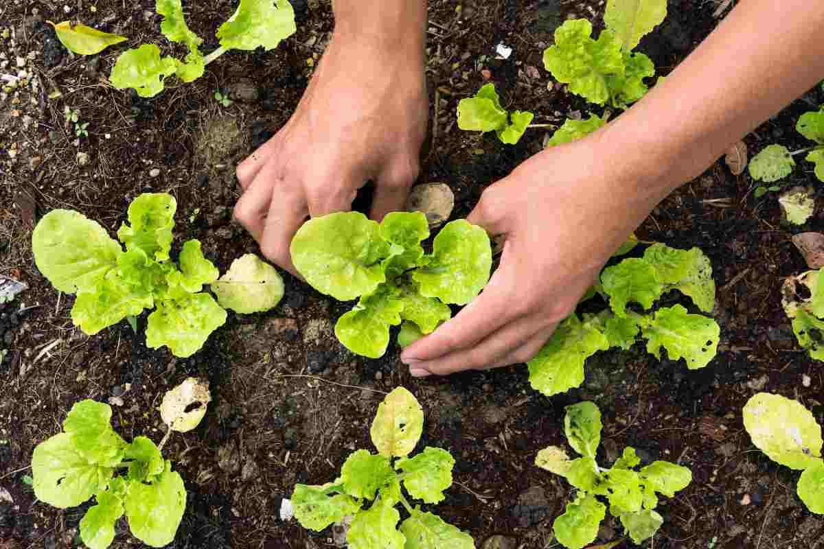 orto cosa piantare maggio