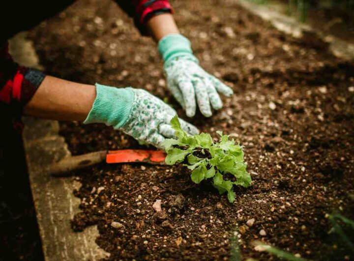 orto cosa piantare maggio