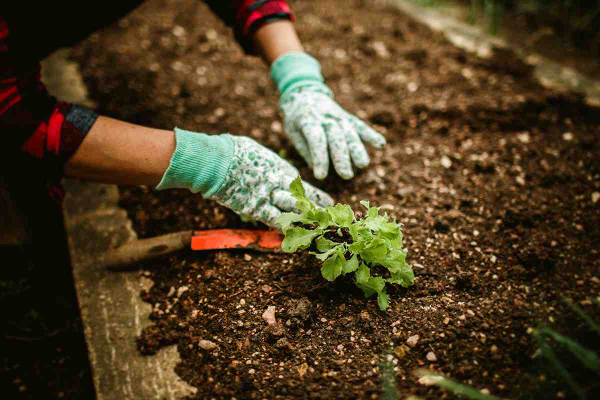 orto cosa piantare maggio