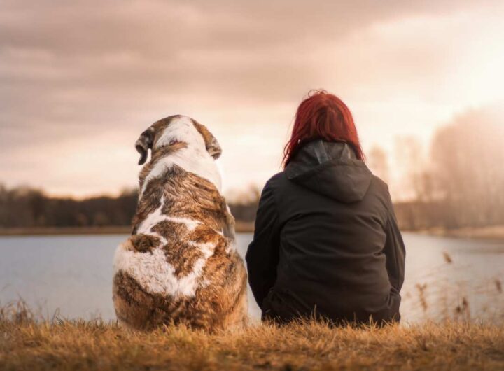 perché cane ti segue