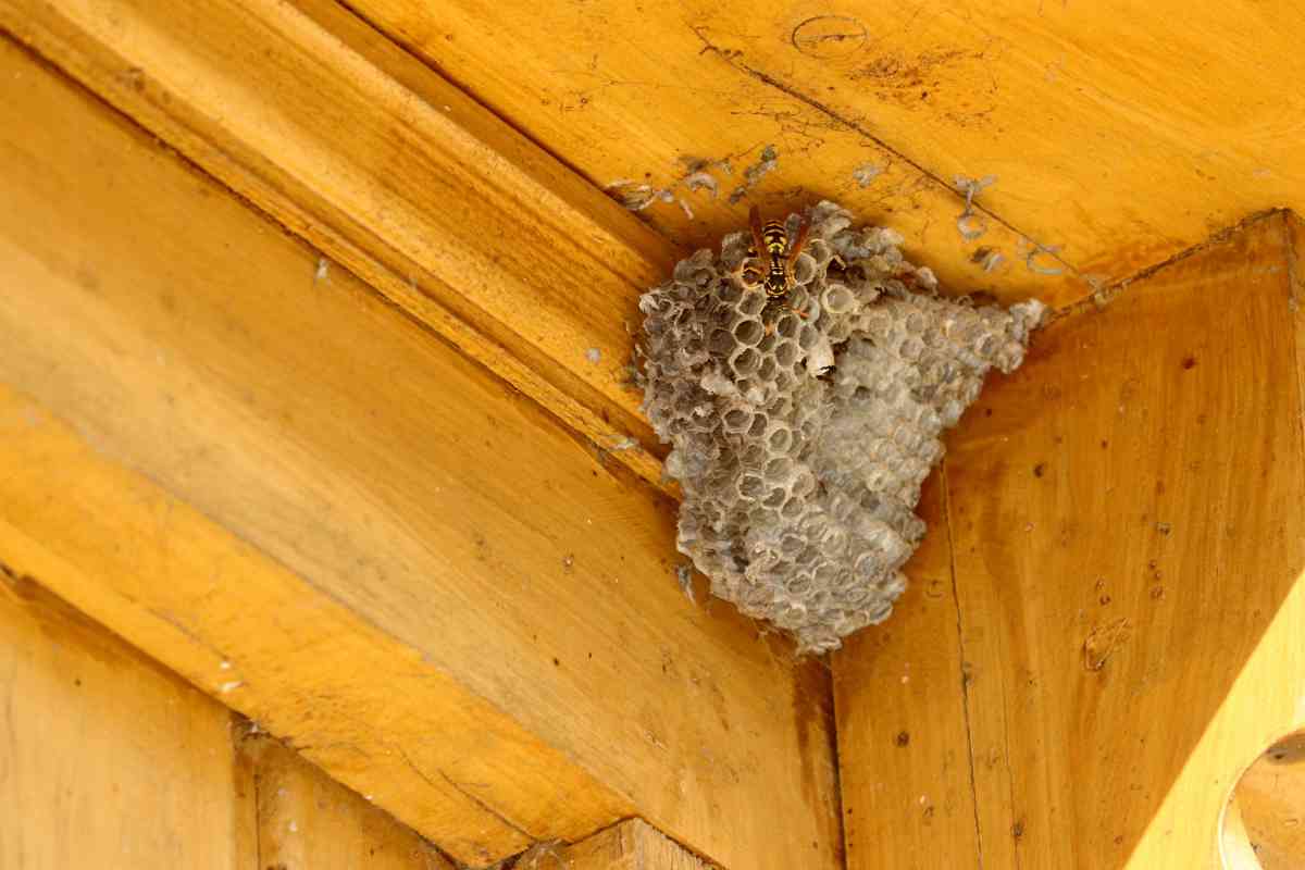 nidi di vespe come prevenirli