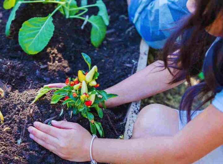 verdure da piantare ad agosto