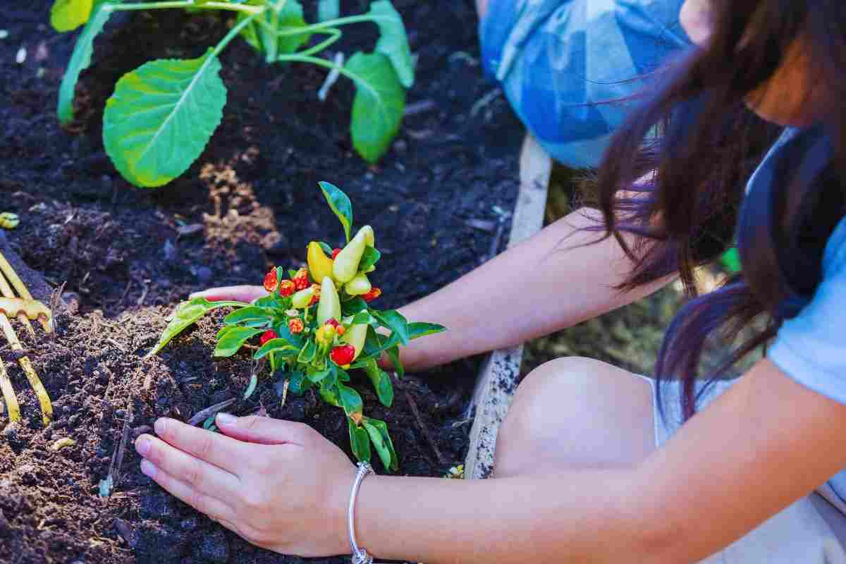 verdure da piantare ad agosto