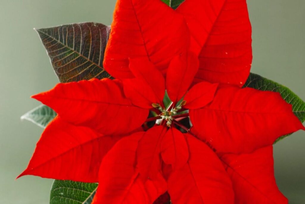 Cura stella di Natale