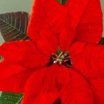 Cura stella di Natale