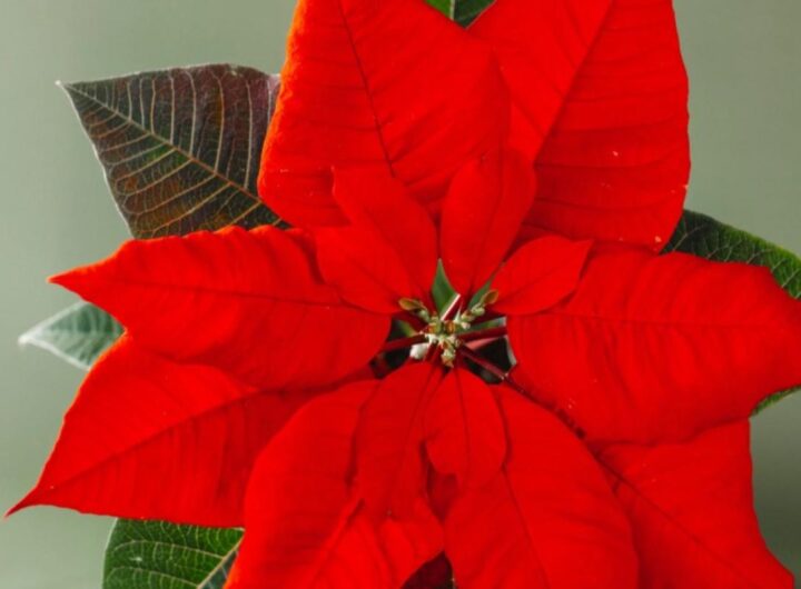 Cura stella di Natale