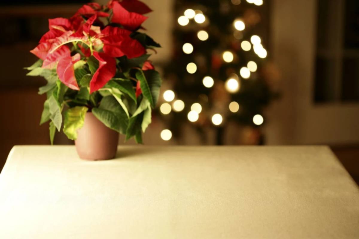 Stella di Natale rigogliosa