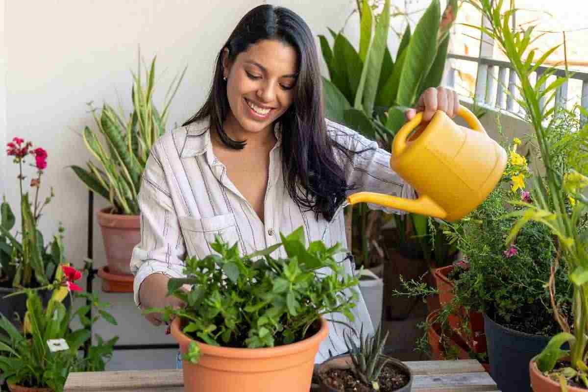 Cosa piantare nell'orto a dicembre: i dettagli da sapere