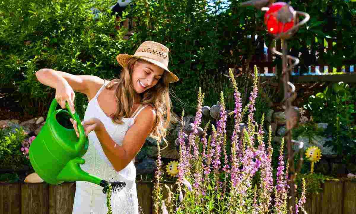 Cosa piantare nell'orto a dicembre