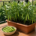 Orto in balcone o giardino: la fava cottora, la verdura dimenticata che cresce facilmente