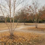 Alberi stressati perdono le foglie in anticipo dopo l'estate torrida