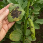 La fava cottora: come riconoscerla e perché è importante per l'orto
