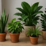 5 piante da interno che purificano l'aria e richiedono quasi zero manutenzione